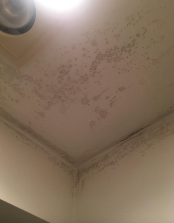 Ceiling and upper wall corner showing visible mold growth