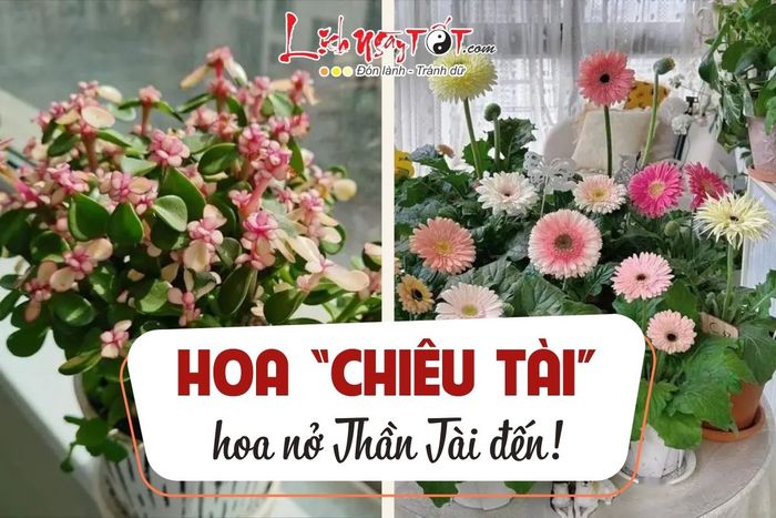 Những loại hoa nên trồng trong nhà để hút tài lộc