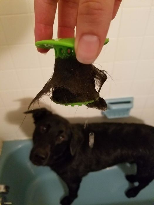 A reviewer holds a green Tubshroom covered with dog hair in front of a dog sitting in a tub.