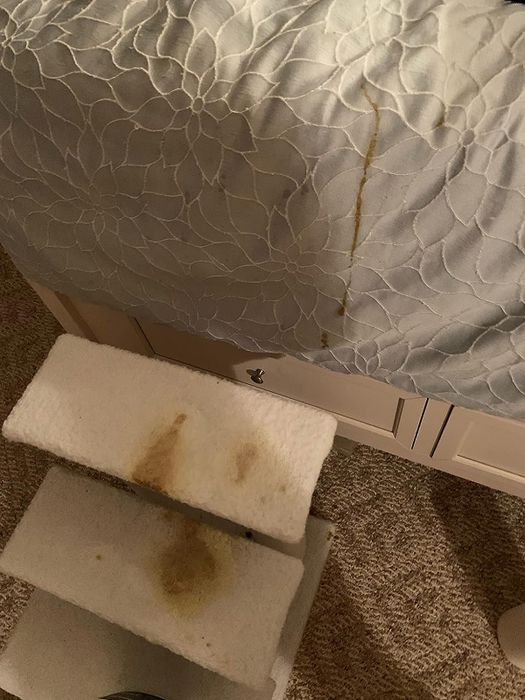 Dog stairs stained with vomit