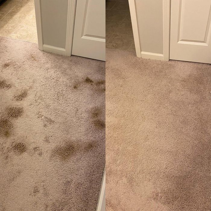 side-by-side comparison images showing a heavily stained beige carpet transformed into a spotless, clean one