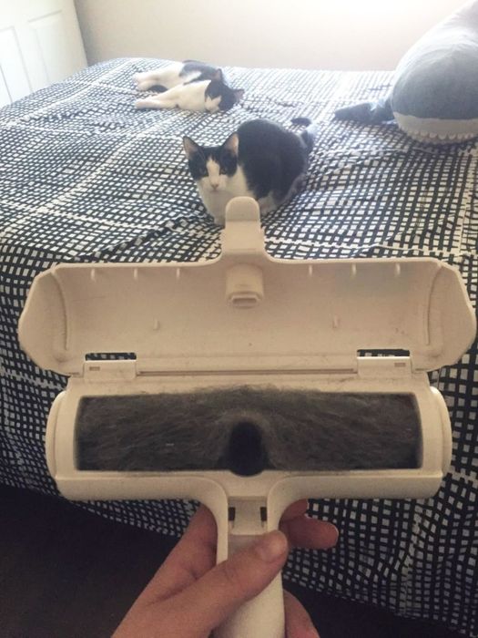 A reviewer showing the ChomChom roller filled with pet hair, demonstrating its effectiveness in removing fur from surfaces.
