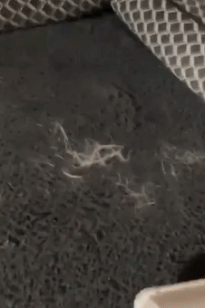 A GIF showing a reviewer using the ChomChom roller to remove pet fur from a couch.