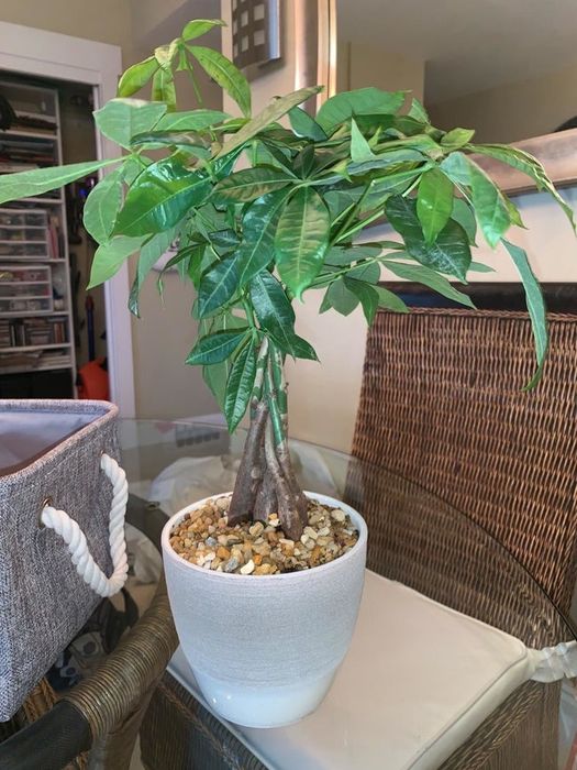 A photo from a reviewer showing a medium-sized money tree on a table, sitting in a gray pot.