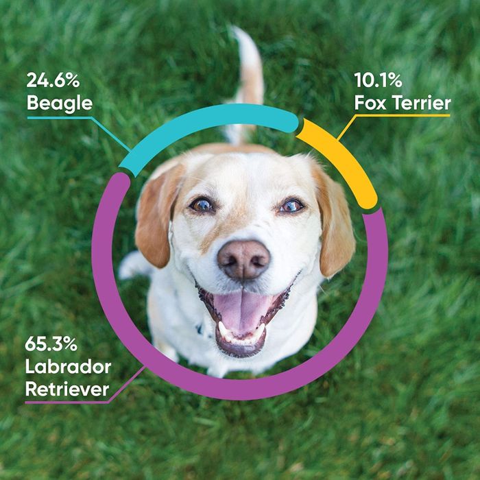 A dog with the DNA results showing the breed breakdown.