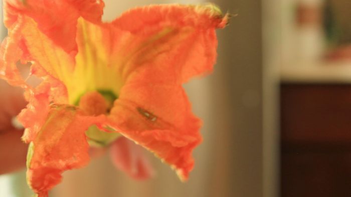 Squash blossom opening up in front of the camera.