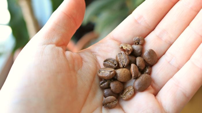 Hand holding a handful of coffee beans