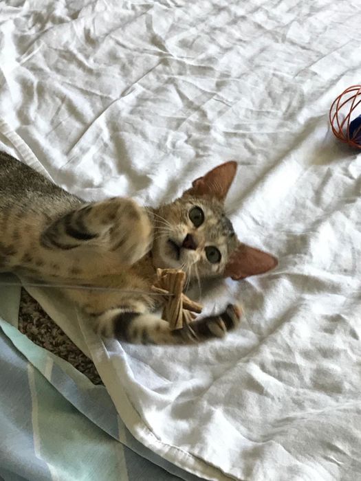 Another cat reacting to the situation.