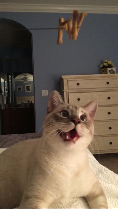 A cat reacting playfully to a toy hanging from a string.