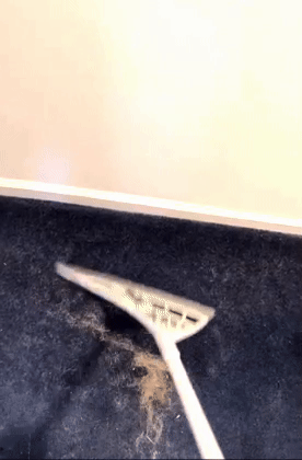 A flexible white broom effortlessly pulling hair out of a carpet