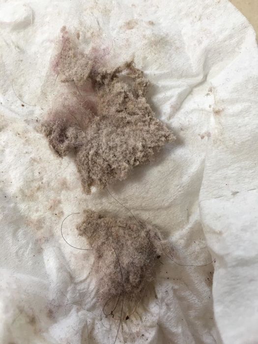 Reviewer showing two large clumps of dust and debris the vacuum removed from the mattress