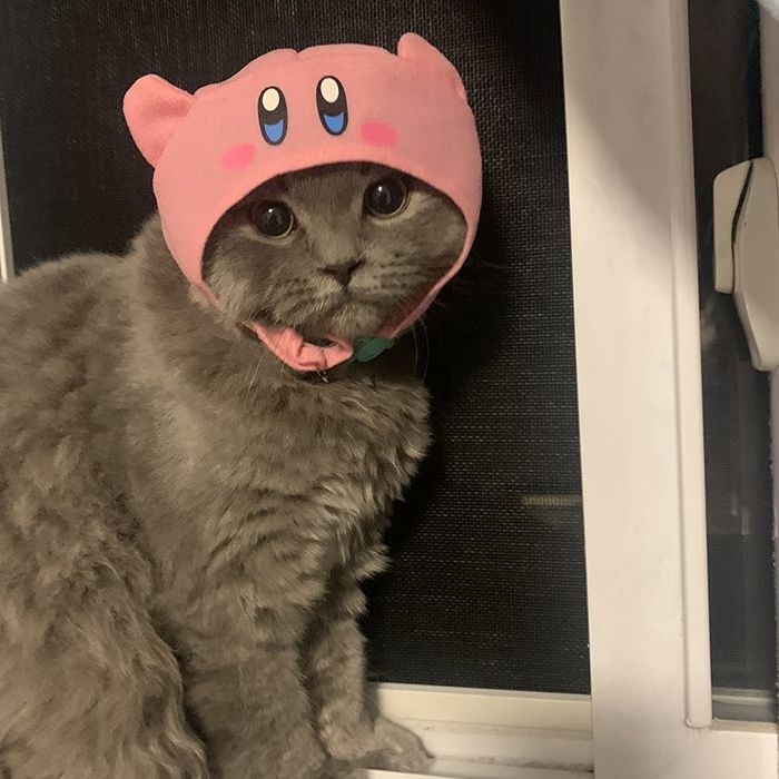A gray kitten sporting a pink Kirby hat