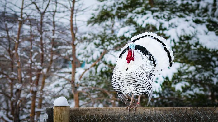 A turkey perched on a fence amidst a snowy landscape.