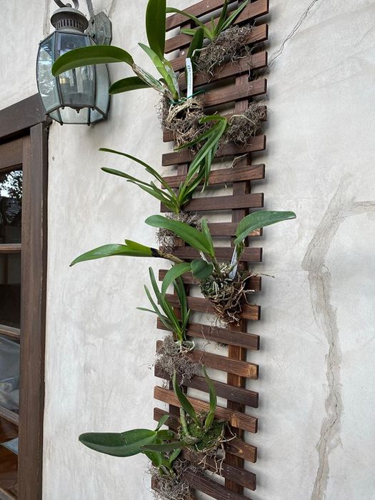 Orchids beautifully displayed on a vertical wooden slat garden wall.