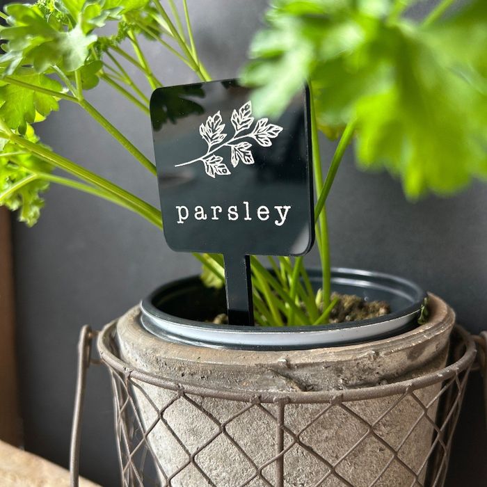 A parsley plant in a decorative pot