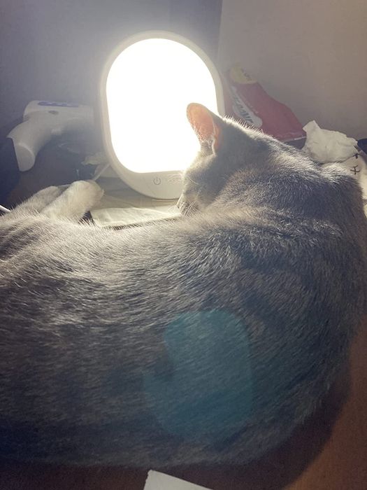Reviewer photo of their cat lounging on a desk in front of the therapy lamp