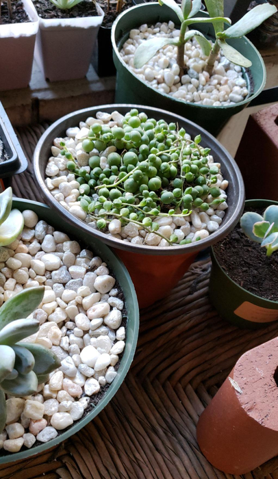 A reviewer's succulent plants adorned with pearl stone soil cover