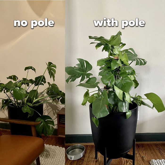 A reviewer's before-and-after image showing a monstera plant with and without the moss pole.