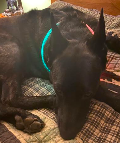 A reviewer's photo showing their dog wearing the collar, which is glowing brightly even while indoors.
