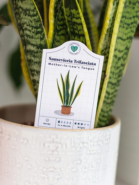 A close-up shot of the care tag for a snake plant placed in its pot.