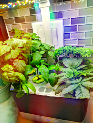 An image of a reviewer showing several herbs flourishing in a planter.