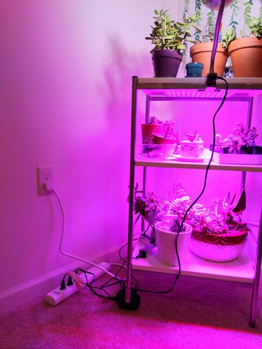 The same reviewer shows an overall view of the power strip, surrounded by plants, with the grow light illuminated.