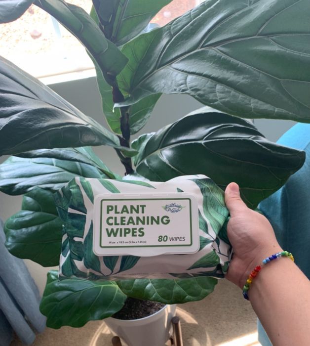 The reviewer is holding a pack of plant cleaning wipes in front of a healthy houseplant.