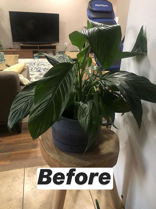 A photo from a reviewer showing their plant wilting and looking unhealthy.