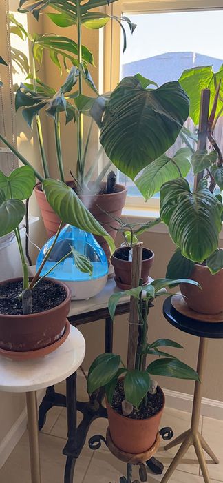A larger humidifier, releasing mist over a corner filled with multiple plants, creating a humid environment.
