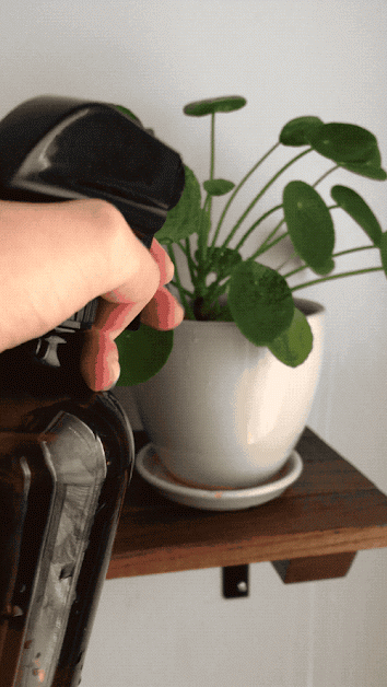 Bek, an editor at Mytour, is seen spraying a pilea plant with a mister.