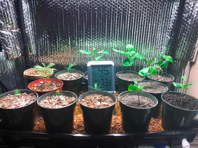 The reviewer's humidity monitor is carefully placed in an indoor plant propagation station, keeping track of the air's moisture levels.