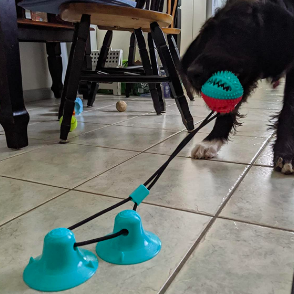 A reviewer’s dog pulling on a textured ball attached by a rope to two suction cup pads on the kitchen floor.
