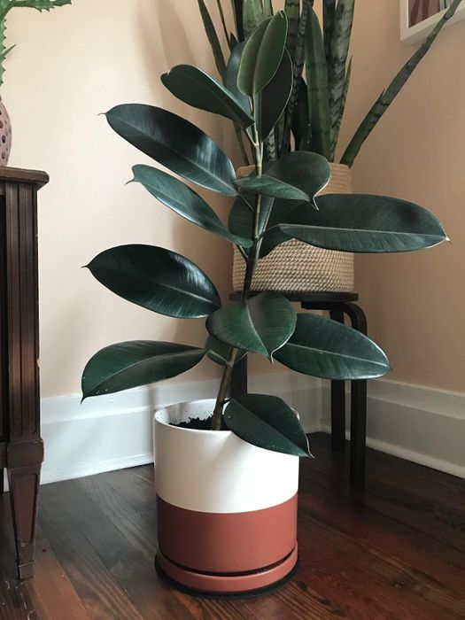 A reviewer's striped pot.