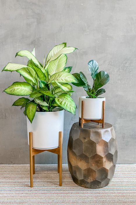 Two potted plants placed on stands, set against a grey wall