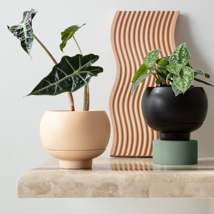 Two plants resting in minimalist white and black planters.