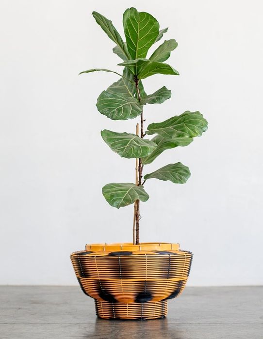 A tall plant sits in a black and orange woven planter