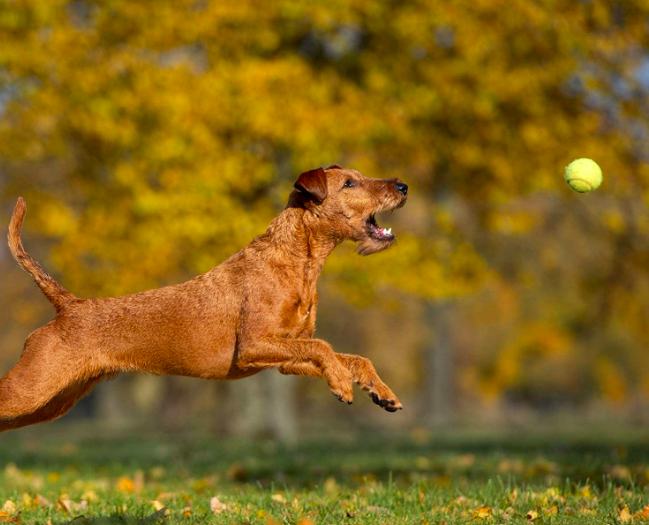 A dog leaping to catch a ball that has been launched into the air.