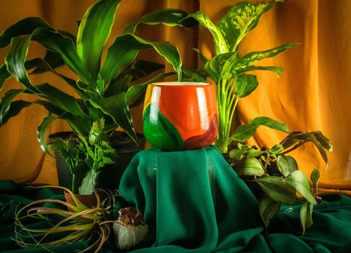 A decorative red-green vase surrounded by lush houseplants on draped fabric.