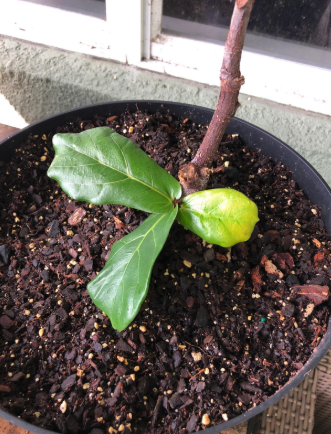 A reviewer’s fiddle leaf fig plant beginning to grow and sprout new leaves in its pot.