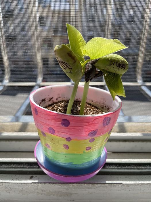 A reviewer's photo of a painted potted plant.