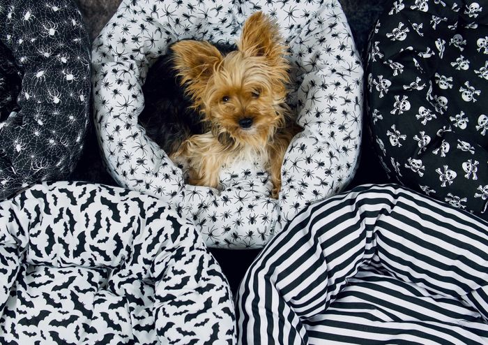 a small dog lounging in a handmade donut-shaped bed adorned with a spiderweb print