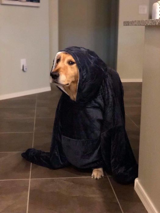 Dog wearing the hooded blanket