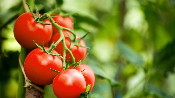 Four Methods to Preserve All Your Tomatoes at Once