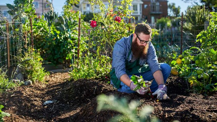 A bearded millennial harvesting beets in a shared urban garden