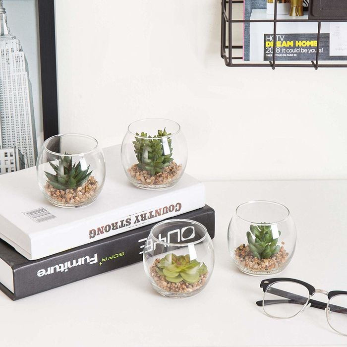A set of four small succulents housed in dome-shaped glass containers.