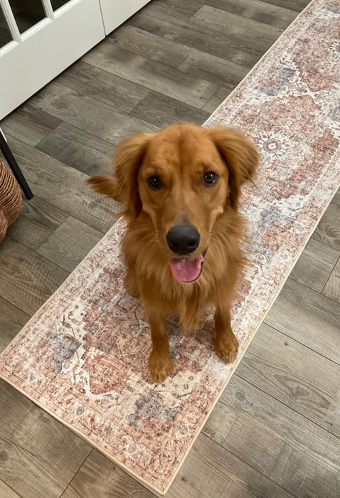 A reviewer’s golden retriever resting on a patterned hallway runner, looking up with its tongue out.
