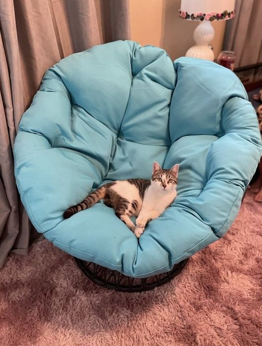 A reviewer's cat lounging in the blue chair