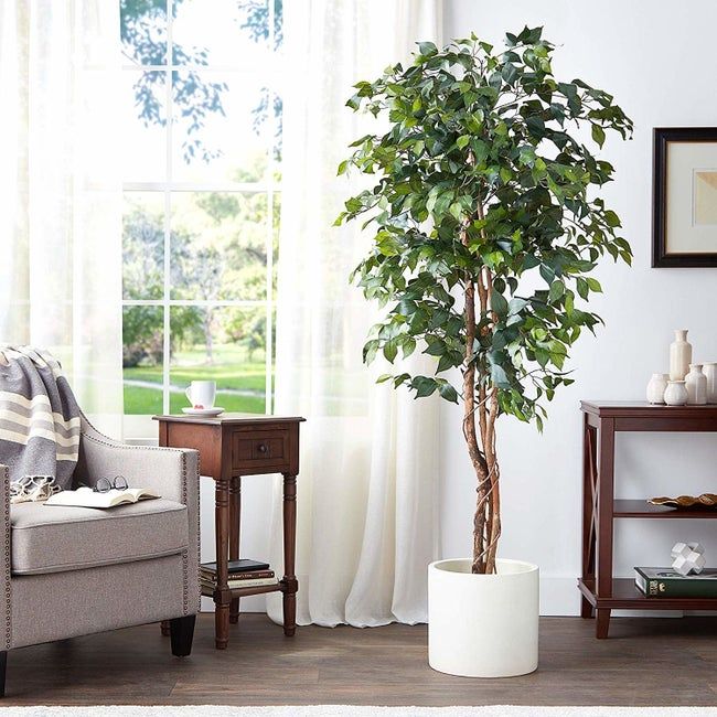 The tree in a white planter, displayed in a living space