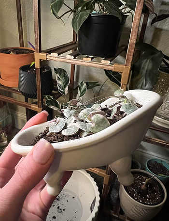 A reviewer showcasing the white version of the bathtub, now holding plants inside.