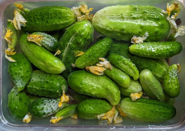 Cucumbers in an Ice Bath